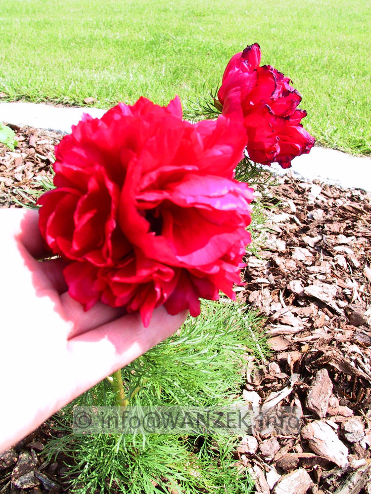 Paeonia tenuifolia Rubra Plena.jpg